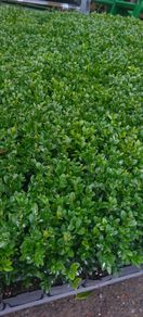 Box Hedging