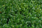 Box Hedging