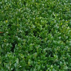 Box Hedging