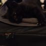 kittens Image 2