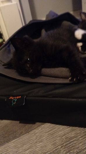 kittens