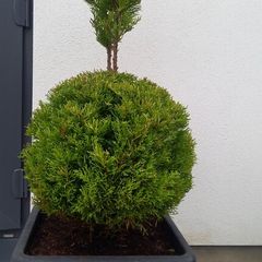 Cypress - Goldcrest
