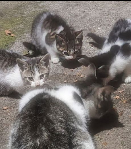 1 kitten for rehoming