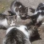 1 kitten for rehoming Image 2