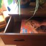 Mid Century Chest of Drawers Image 2