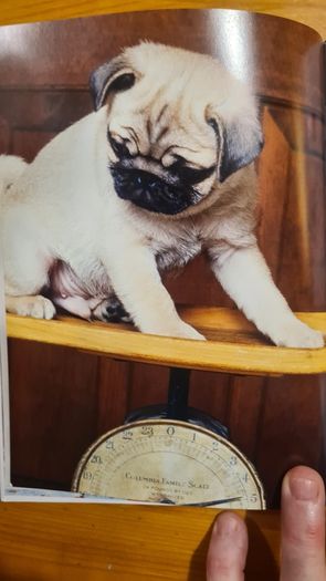 The Pug By Susan. M. Ewing. Wayne Hunthausen, D. V. M. Consulting Vetenary Editor. Large Volume Book In Very Good Condition.