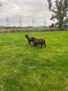 Black texel cross tip lamb ,