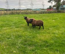 Black texel cross tip lamb ,