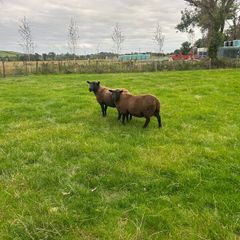 Black texel cross tip lamb ,