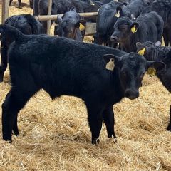 36 Aberdeen Angus Bull Calves