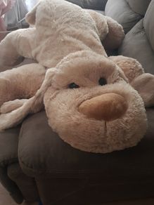 Large cuddly dog