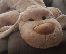 Large cuddly dog