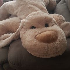 Large cuddly dog