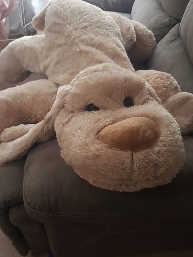 Large cuddly dog