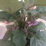 Aubergine plants Image 2