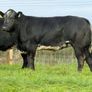 15 super breeding heifers for tullamore mart 26th Image 7