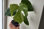 Monstera Thai Constellation
