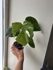 Monstera Thai Constellation