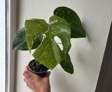 Monstera Thai Constellation