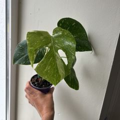 Monstera Thai Constellation