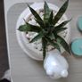 Aloe aristata Plant Image 2
