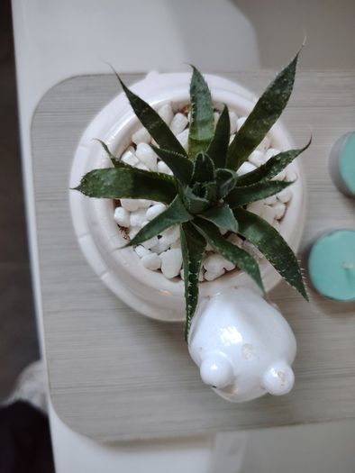 Aloe aristata Plant