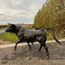Life Size Bronze Bull Sculpture Image 3