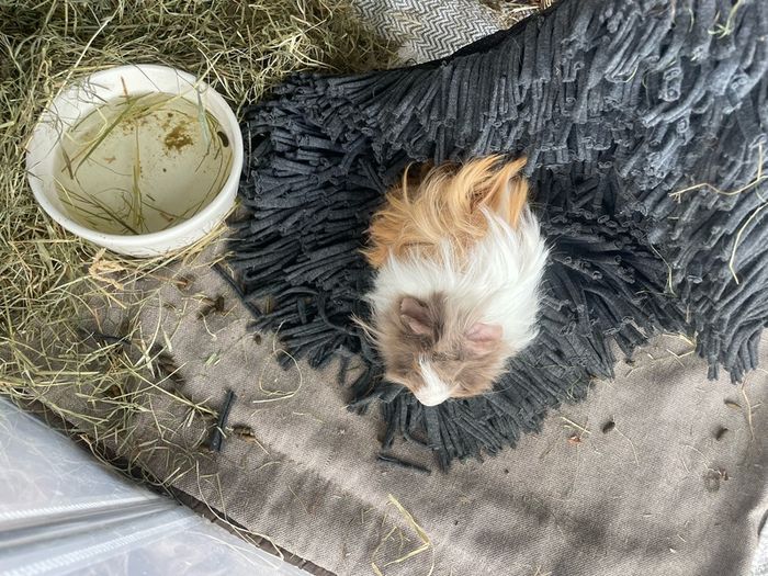 2 male guinea pigs
