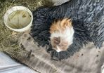 2 male guinea pigs