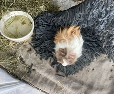 2 male guinea pigs