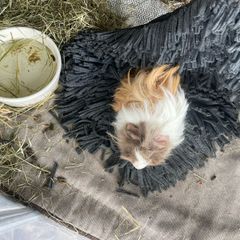 2 male guinea pigs