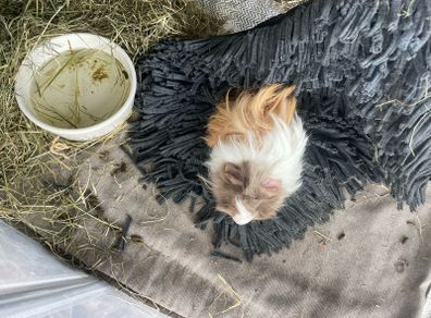 2 male guinea pigs