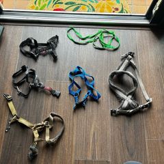 Puppy halters, lead and toothpaste