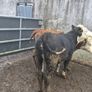 Hereford heifers Image 4