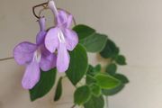 Streptocarpus saxorum  Cape primrose plant