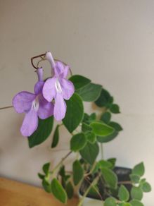 Streptocarpus saxorum  Cape primrose plant