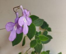 Streptocarpus saxorum  Cape primrose plant
