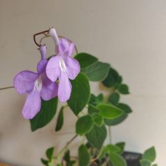 Streptocarpus saxorum  Cape primrose plant