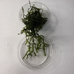 Willow Moss- Fontinalis antipyretica 80ml Oxygenator