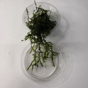 Willow Moss- Fontinalis antipyretica 80ml Oxygenator