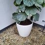 Ficus Lyrata planters x 2 Image 4