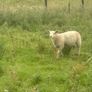 Charolais Ram Image 4