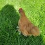 Buff Pekin rosters Image 4