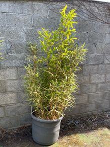 Bamboo