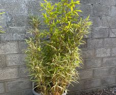Bamboo