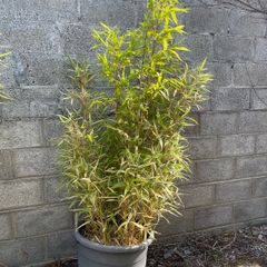 Bamboo