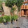 Bay tree Image 7