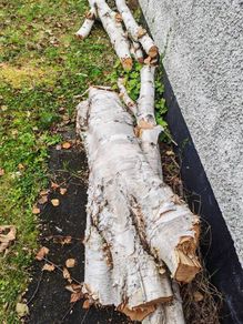 tree firewood