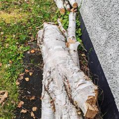 tree firewood
