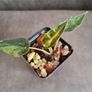 Alocasia Bambino Aurea Variegated - Baby Plant Image 5